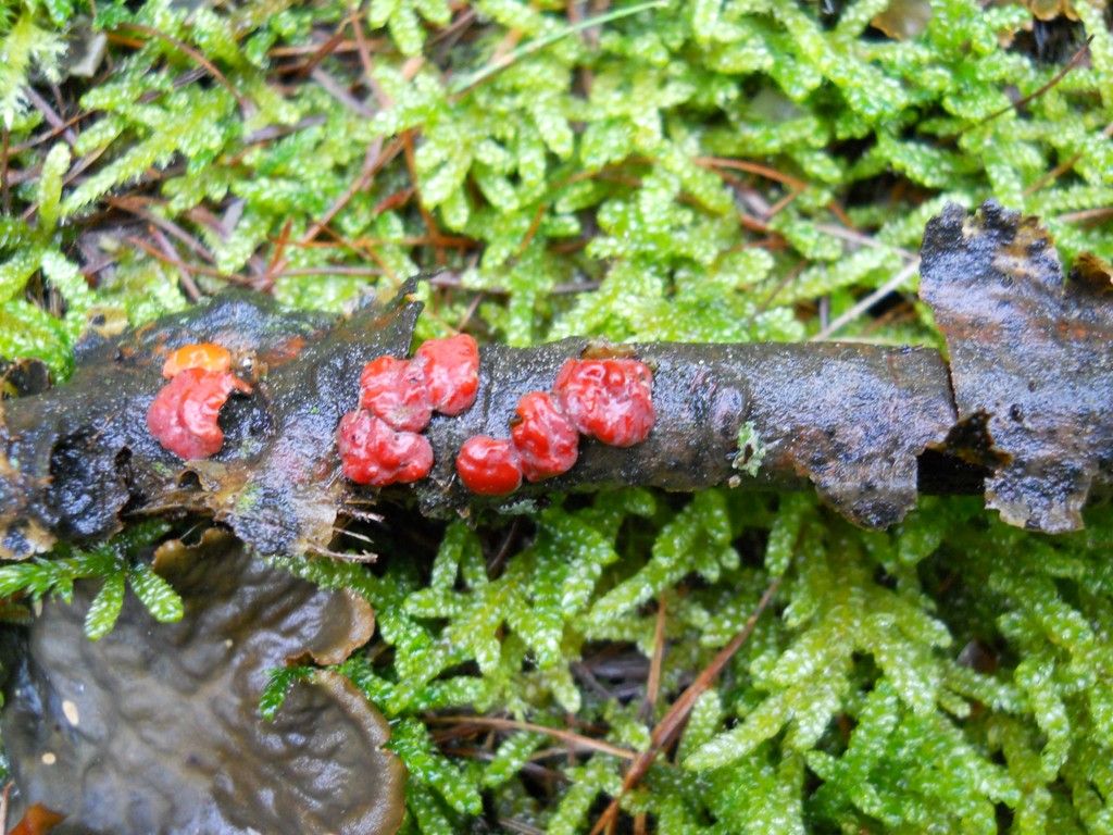 Rosso da determinare (Peniophora rufa)